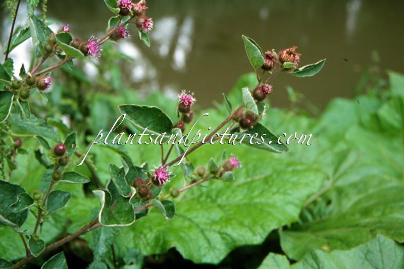 Arctium minus