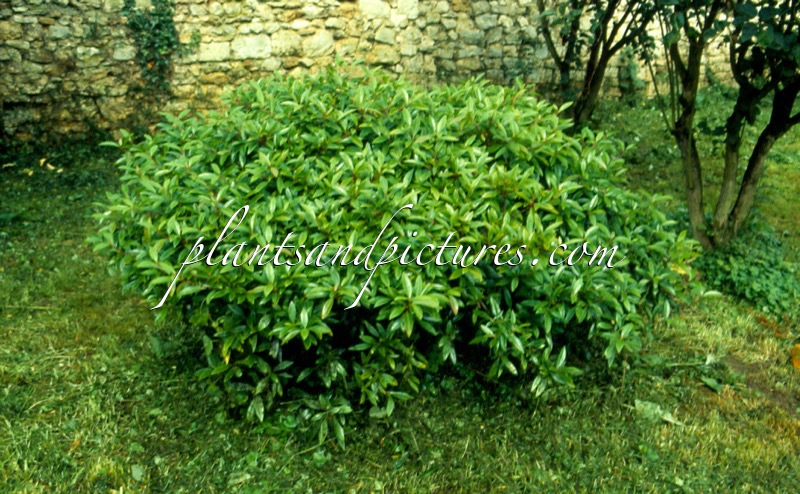 Viburnum propinquum ‘Lanceolatum’