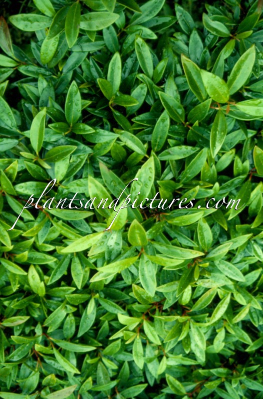 Viburnum propinquum ‘Lanceolatum’