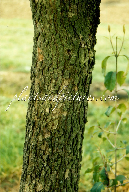 Viburnum prunifolium