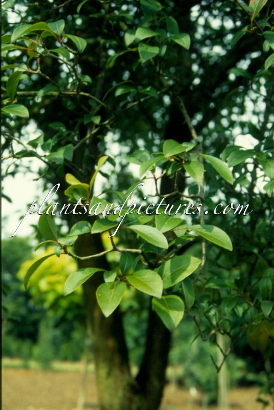 Viburnum prunifolium