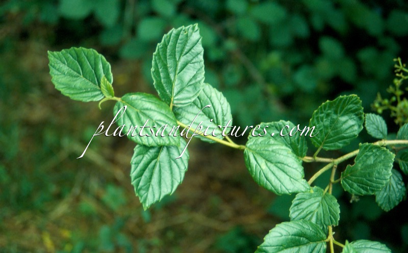 Viburnum dentatum var. scrabellum