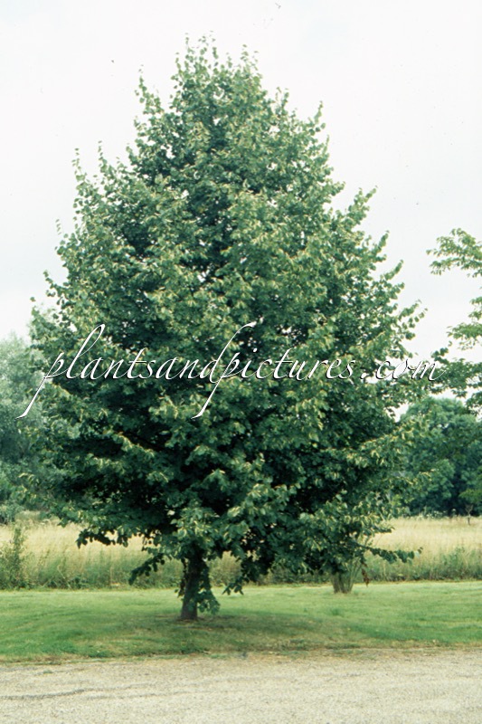 Tilia cordata ‘Greenspire’