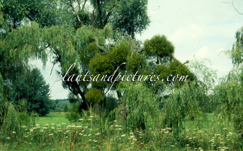 Viscum album