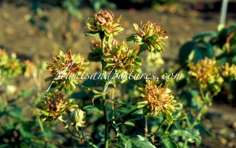 Rosa ‘Green Rose’