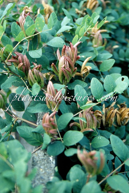 Astragalus glycyphyllos