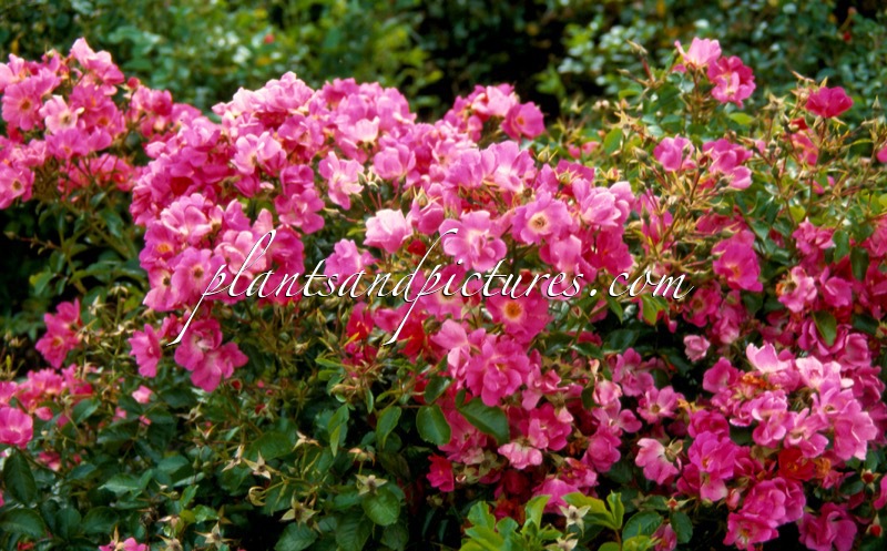 Rosa ‘Bokramar’ (FLORIADE 2002)