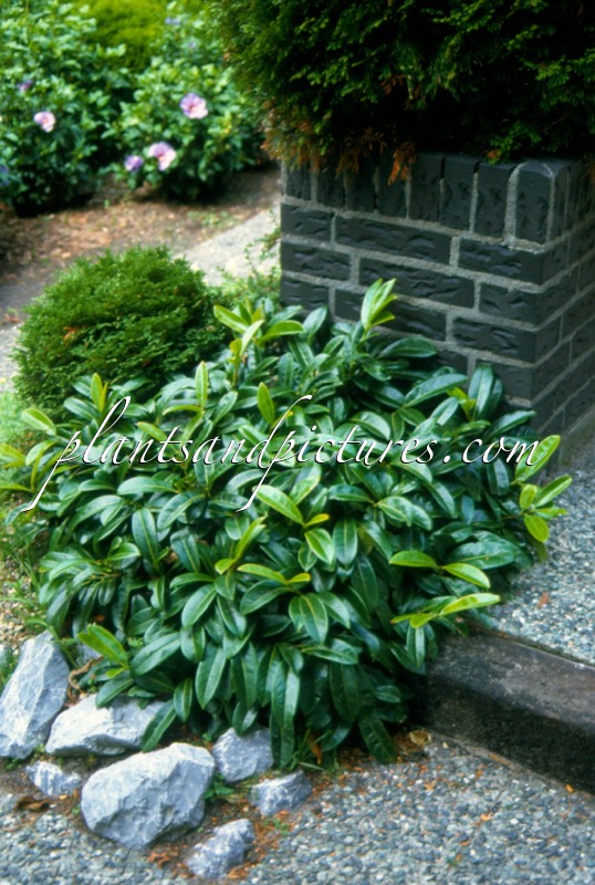 Prunus laurocerasus ‘Mount Vernon’