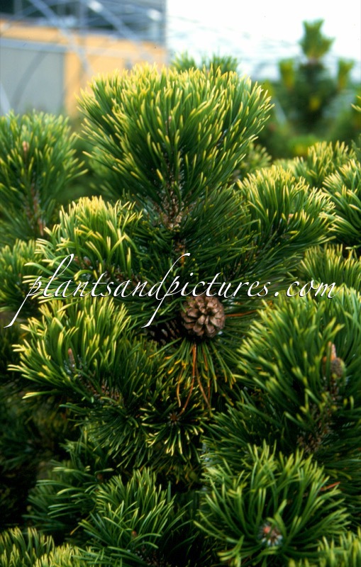 Pinus mugo ‘Pal Maleter’