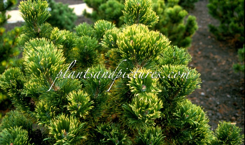 Pinus mugo ‘Pal Maleter’