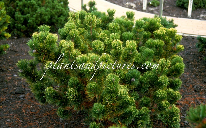 Pinus mugo ‘Pal Maleter’