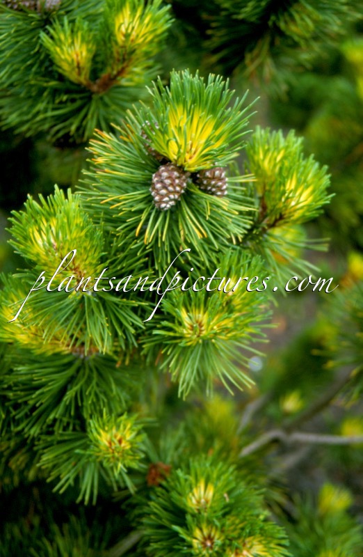 Pinus mugo ‘Marand’