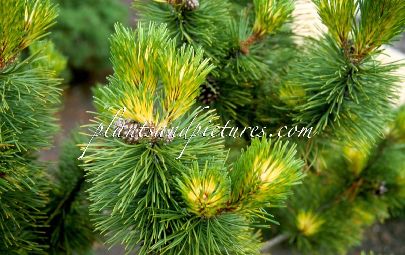 Pinus mugo ‘Marand’