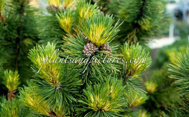 Pinus mugo ‘Marand’