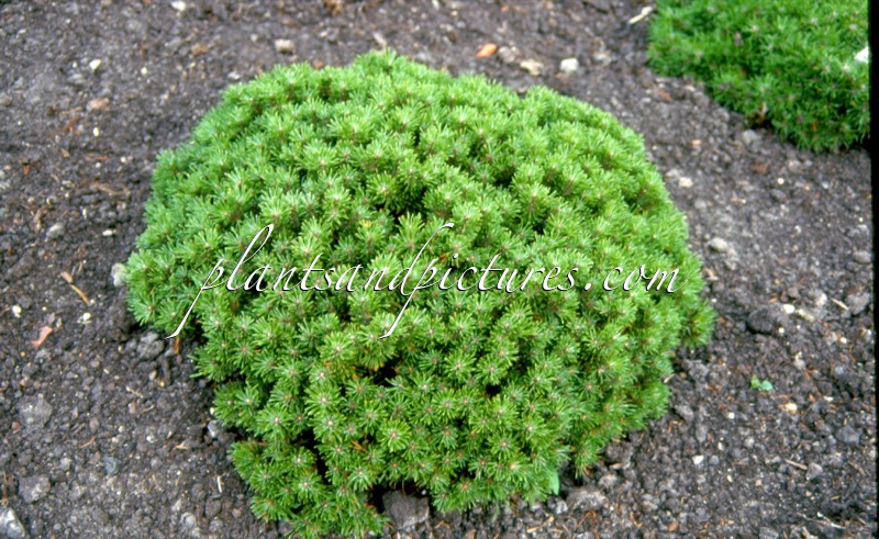 Pinus mugo ‘Benjamin’