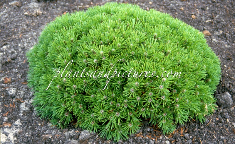 Pinus mugo ‘Echiniformis’