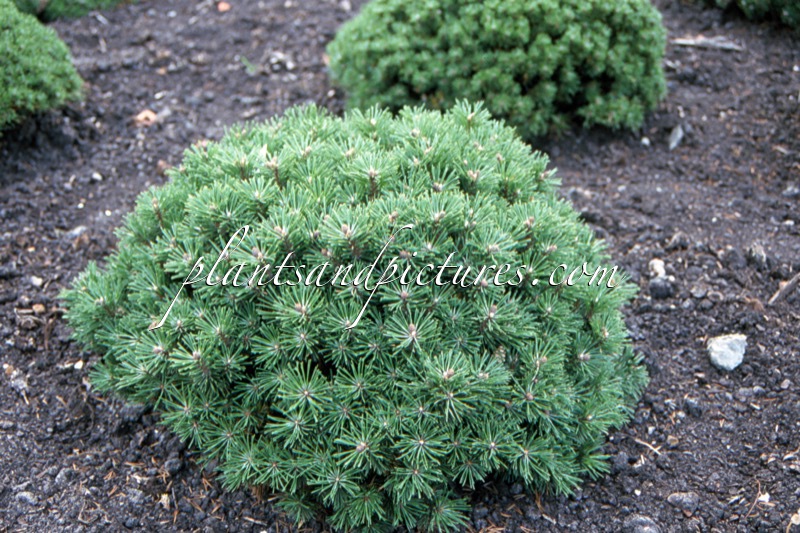 Pinus mugo ‘Little Lady’