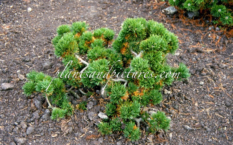 Pinus mugo ‘Jakobsen’