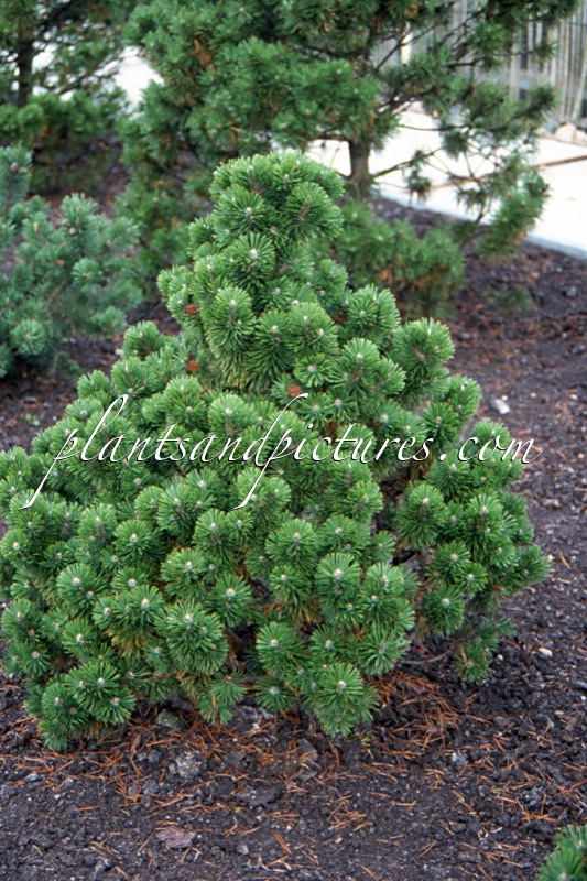 Pinus mugo ‘Mumpitz’