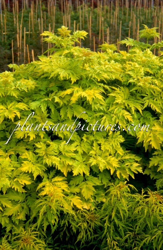 Sambucus racemosa ‘Sutherland Gold’