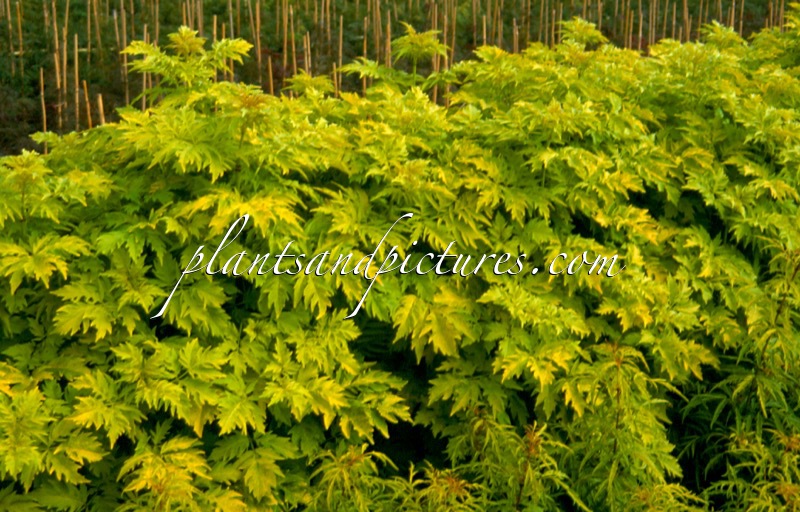 Sambucus racemosa ‘Sutherland Gold’