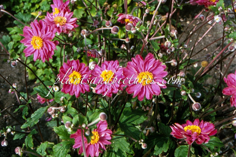 Anemone hybrida ‘Pamina’