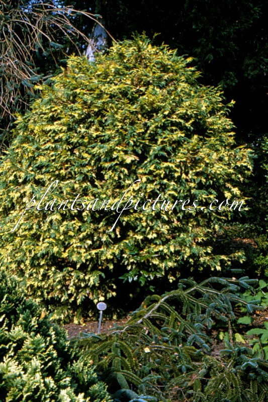 Thuja plicata ‘Handcross Park’