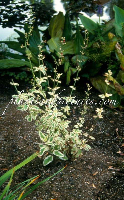 Scrophularia auriculata ‘Variegata’