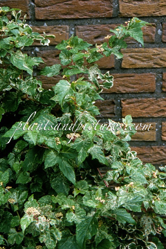 Ampelopsis glandulosa ‘Elegans’