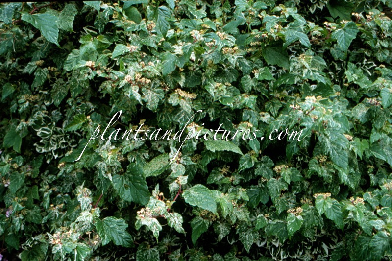 Ampelopsis glandulosa ‘Elegans’