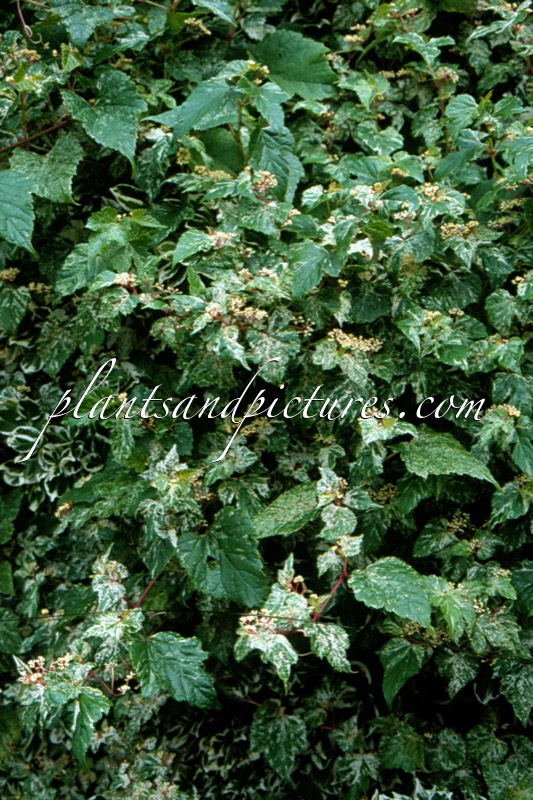 Ampelopsis glandulosa ‘Elegans’