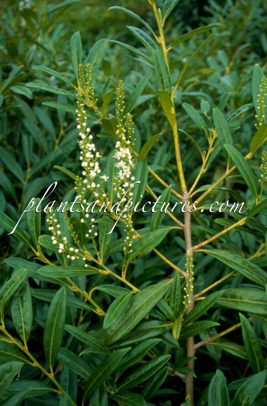 Prunus laurocerasus ‘Zabeliana’