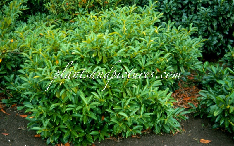 Prunus laurocerasus ‘Polster’
