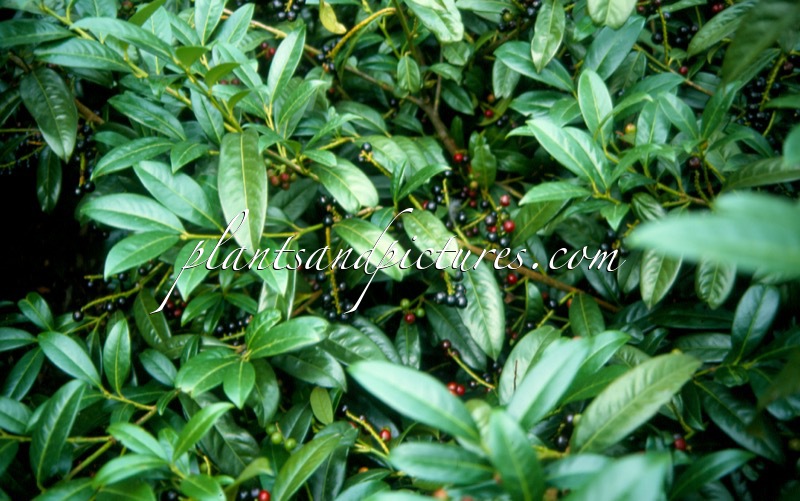 Prunus laurocerasus ‘Schipka Holland’