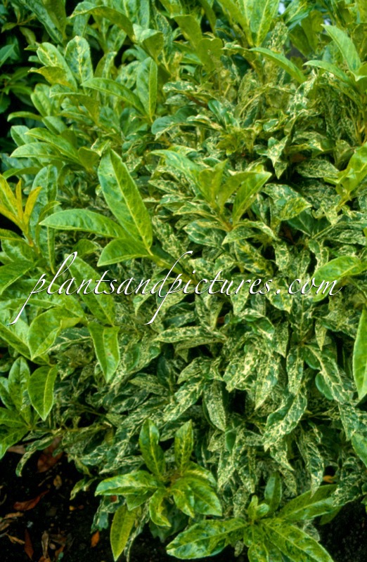 Prunus laurocerasus ‘Marbled White’