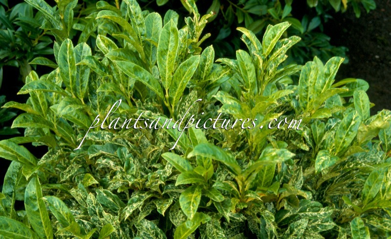 Prunus laurocerasus ‘Marbled White’