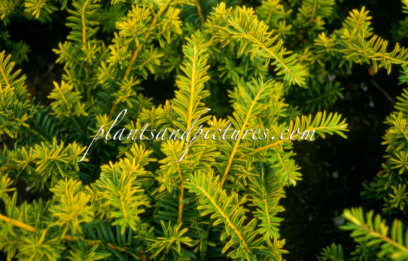 Taxus baccata ‘Summergold’