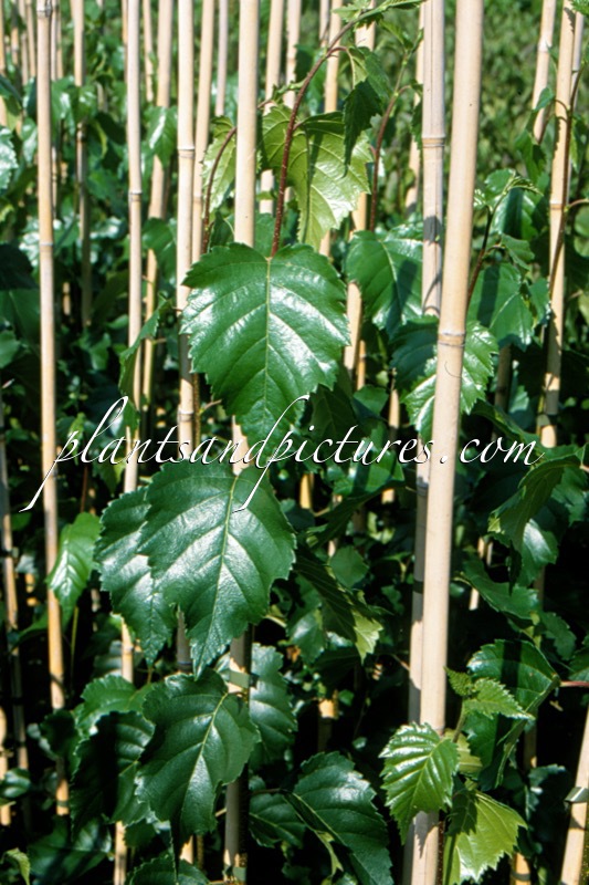 Betula pendula ‘Long Trunk’