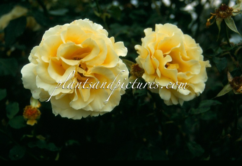 Rosa ‘Dicjana’ (PEAUDOUCE; ELINA)