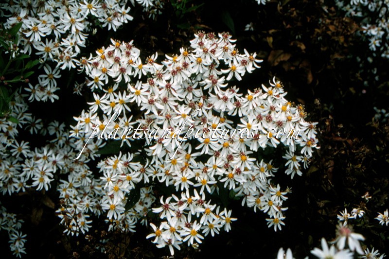 Aster divaricatus