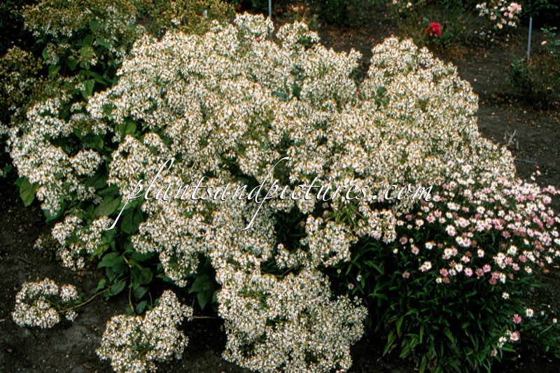 Aster macrophyllus