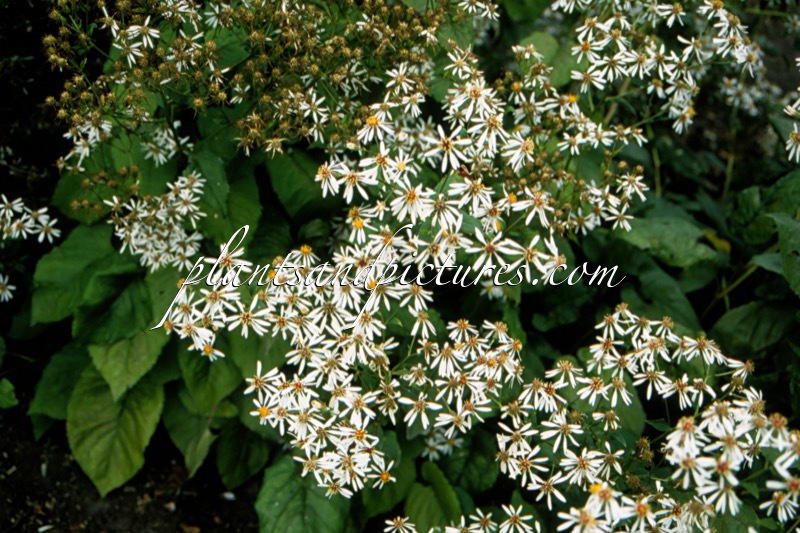 Aster macrophyllus