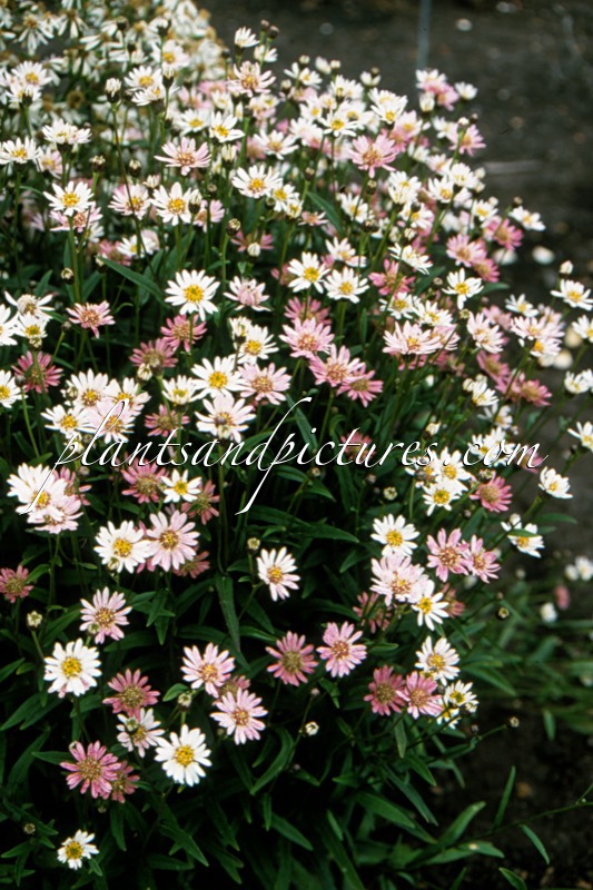 Aster rugulosus ‘Asrugo’