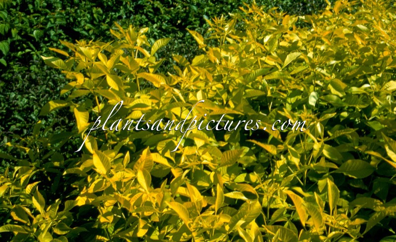 Ptelea trifoliata ‘Aurea’