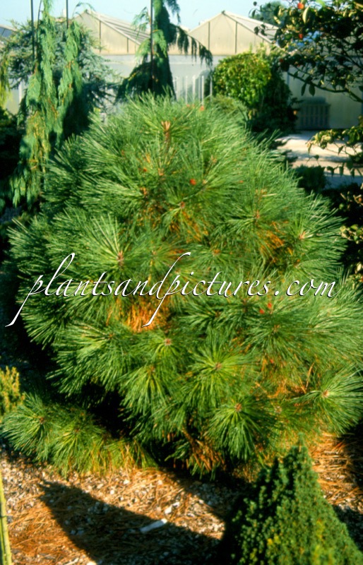 Pinus jeffreyi ‘Joppi’