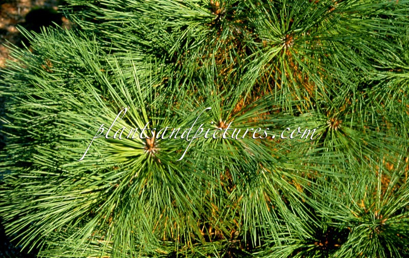Pinus jeffreyi ‘Joppi’