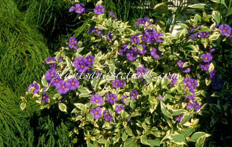 Solanum rantonnetii ‘Variegatum’