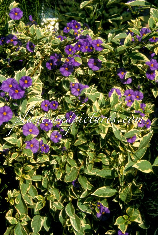 Solanum rantonnetii ‘Variegatum’