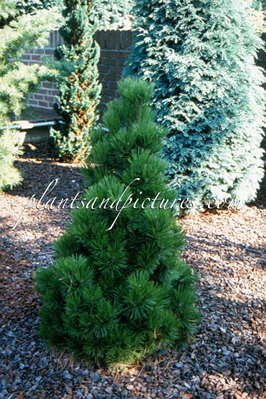 Pinus heldreichii ‘Zwerg Schneverdingen’