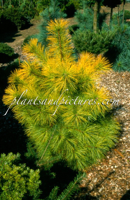 Pinus strobus ‘Louie’